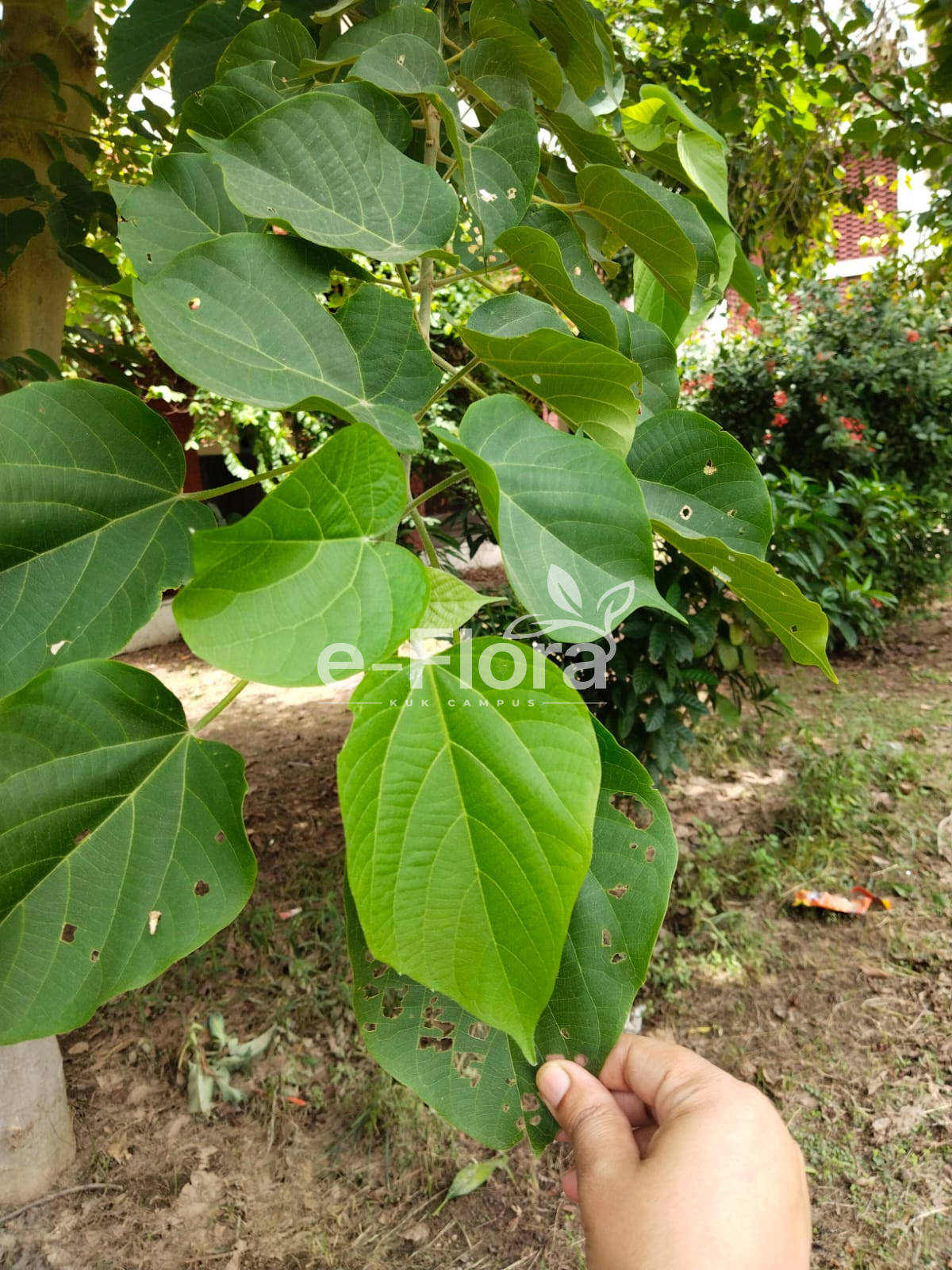 You are currently viewing Gmelina arborea Roxb.