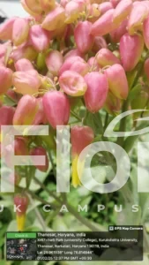 Read more about the article Kalanchoe pinnata (Lam.) Pers.