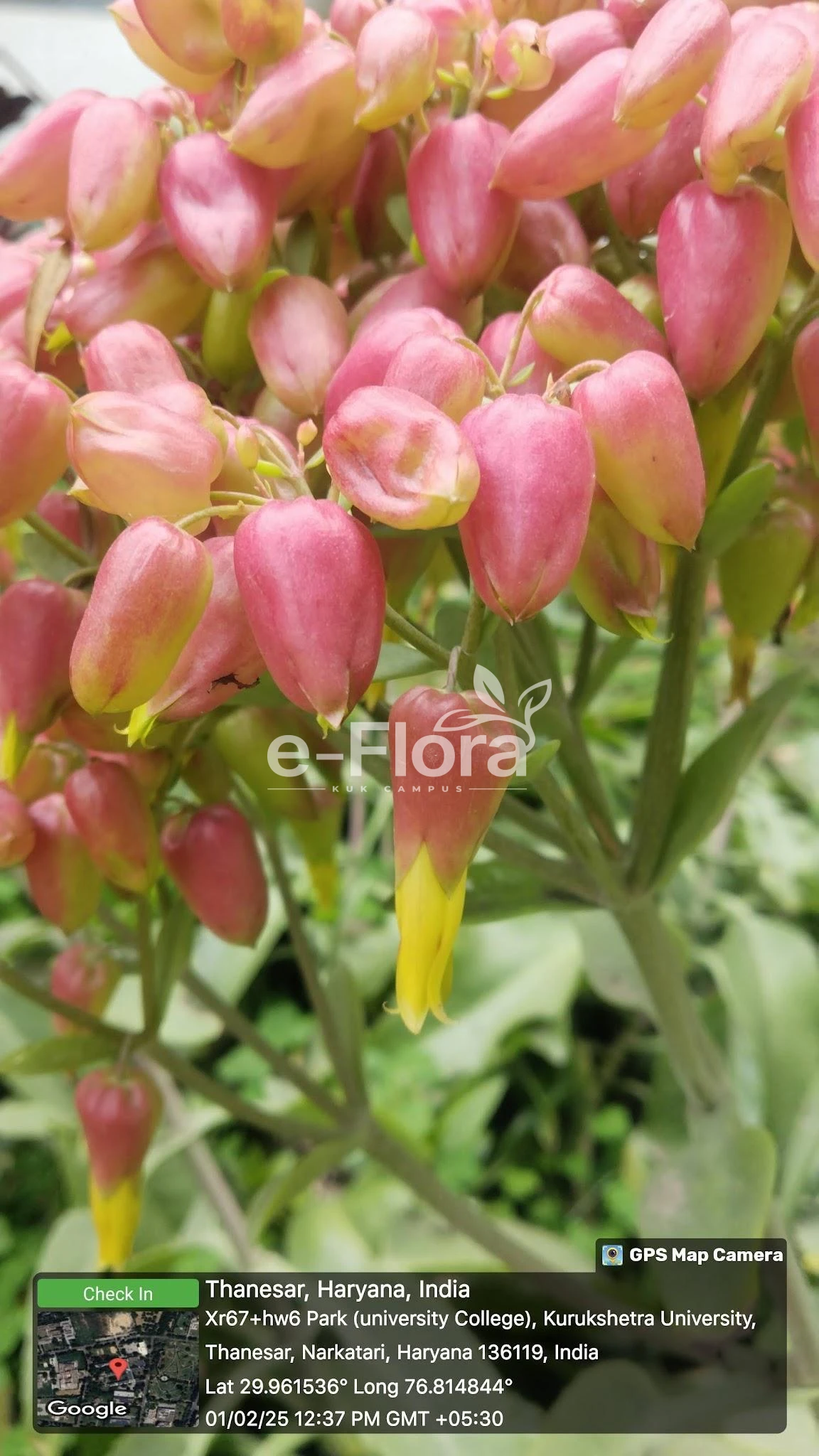 You are currently viewing Kalanchoe pinnata (Lam.) Pers.