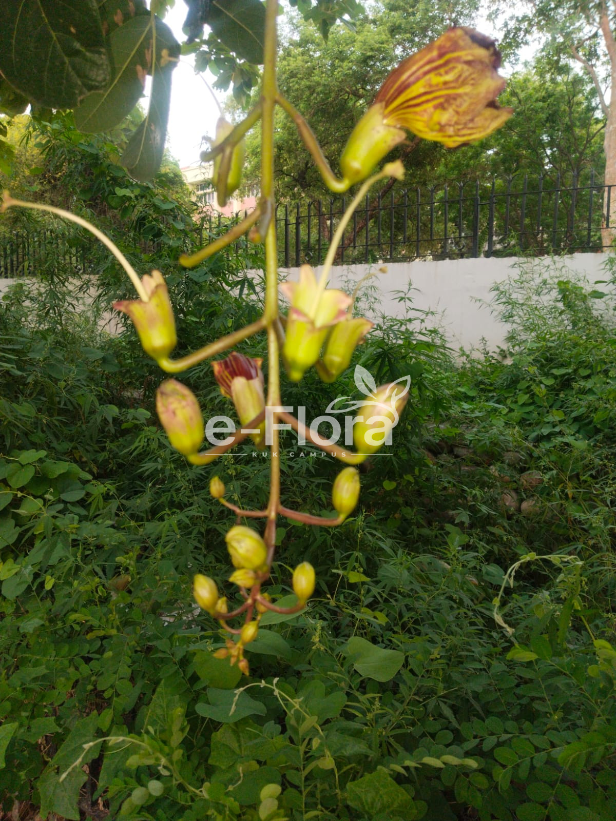 You are currently viewing Kigelia africana (Lam.) Benth.