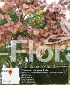 Read more about the article Koelreuteria elegans (Seem.) A.C. Sm.