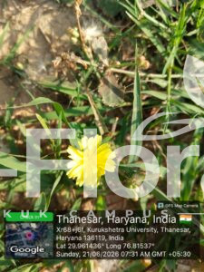 Read more about the article Launaea procumbens (Roxb.) Ramayya & Rajagopal