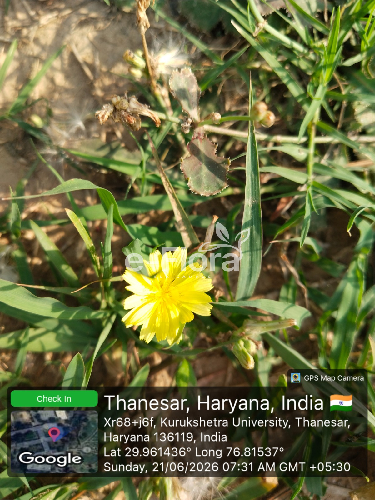 You are currently viewing Launaea procumbens (Roxb.) Ramayya & Rajagopal