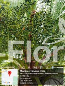 Read more about the article Livistona chinensis (Jacq.) R.Br. ex Mart.