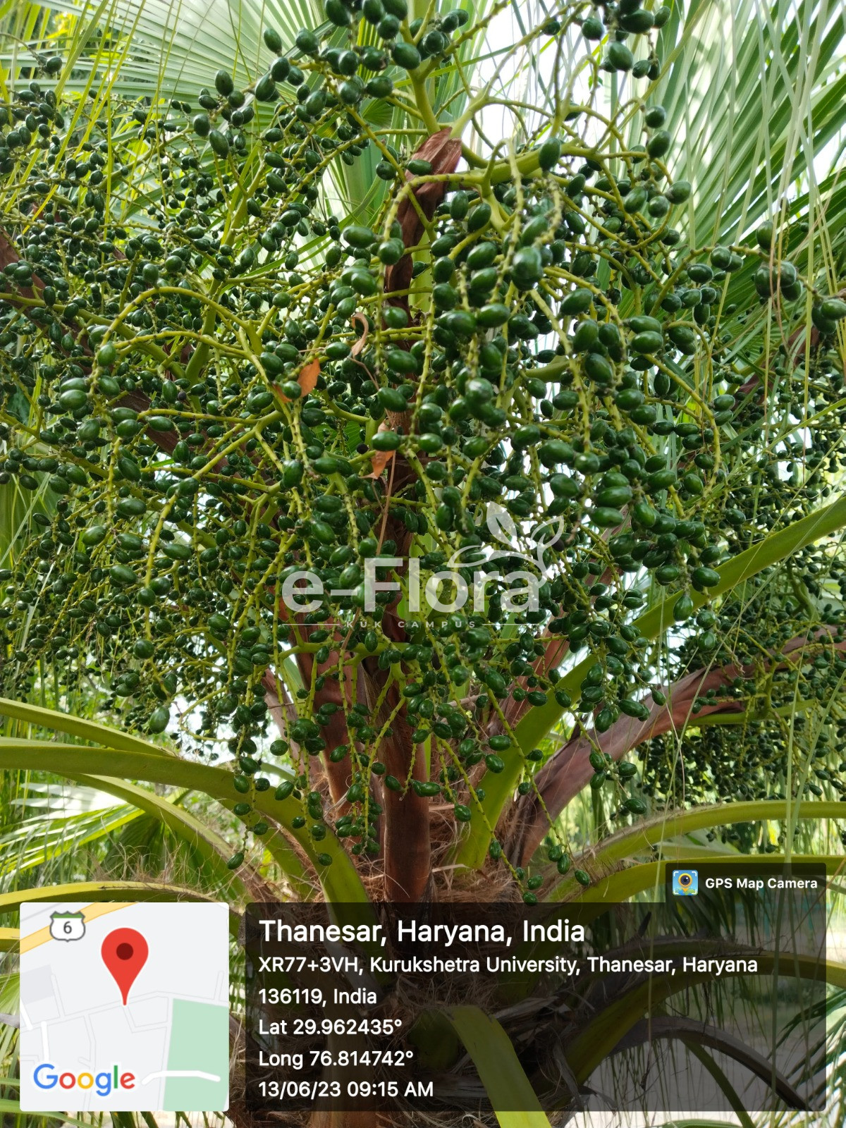 You are currently viewing Livistona chinensis (Jacq.) R.Br. ex Mart.