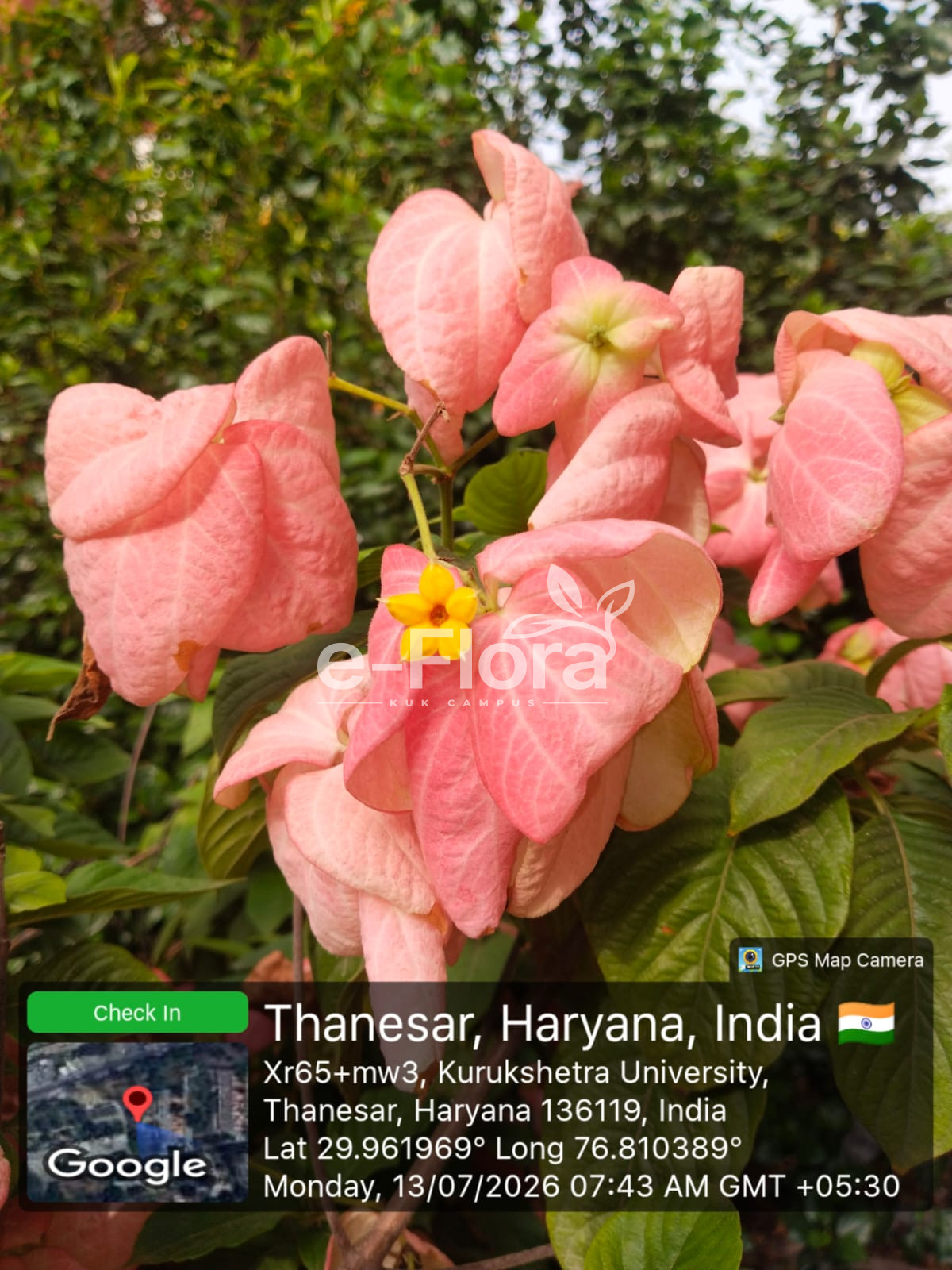 You are currently viewing Mussaenda philippica A.Rich.