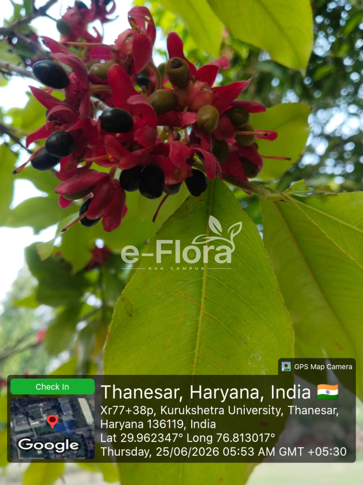 You are currently viewing Ochna serrulata (Hochst.) Walp.
