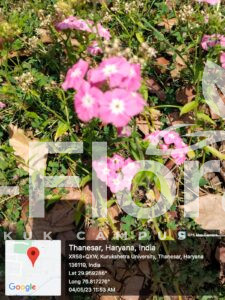 Read more about the article Phlox drummondii Hook.