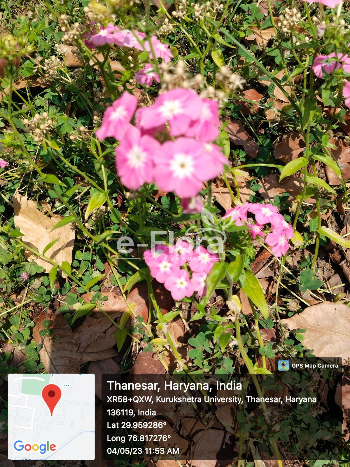 You are currently viewing Phlox drummondii Hook.