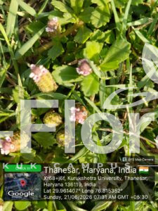 Read more about the article Phyla nodiflora (L.) Greene