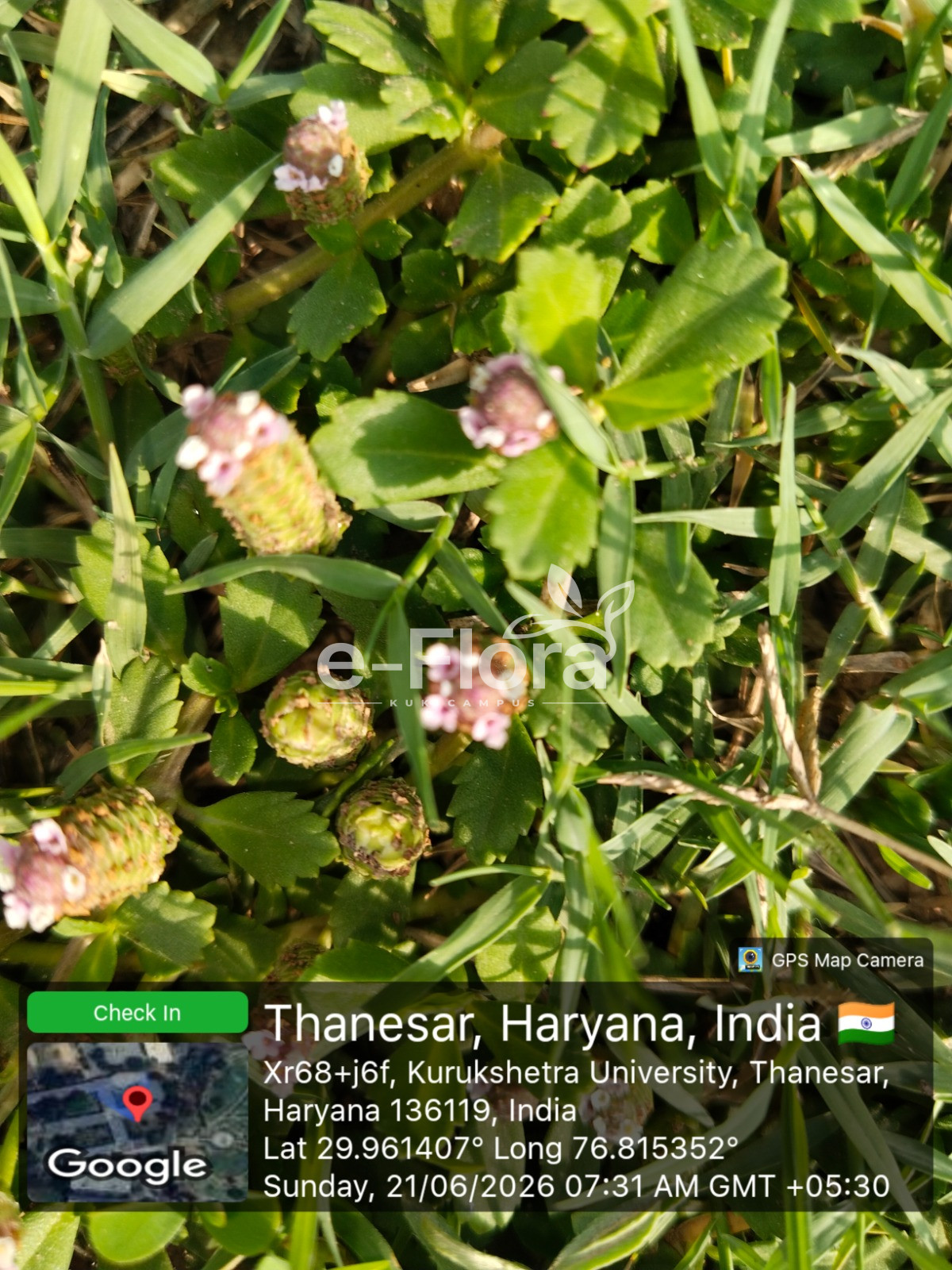 You are currently viewing Phyla nodiflora (L.) Greene