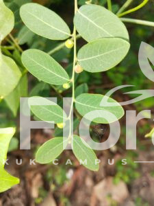 Read more about the article Phyllanthus reticulatus Poir.