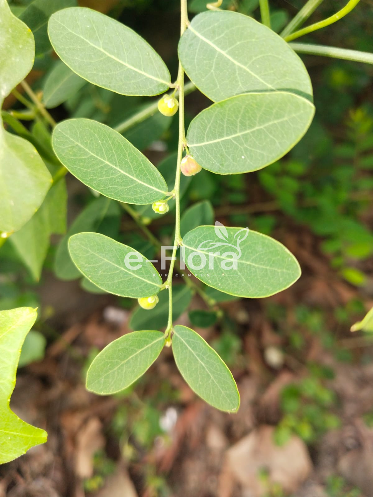You are currently viewing Phyllanthus reticulatus Poir.