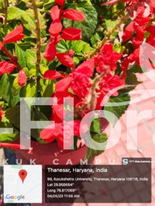 Read more about the article Salvia splendens Sellow ex Schult.