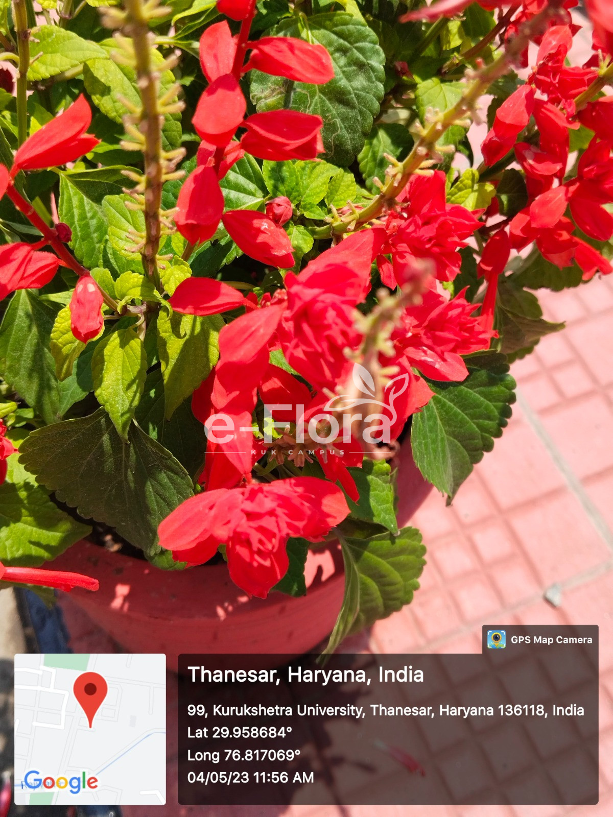 You are currently viewing Salvia splendens Sellow ex Schult.
