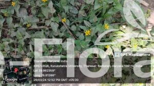 Read more about the article Sphagneticola calendulacea (L.) Pruski