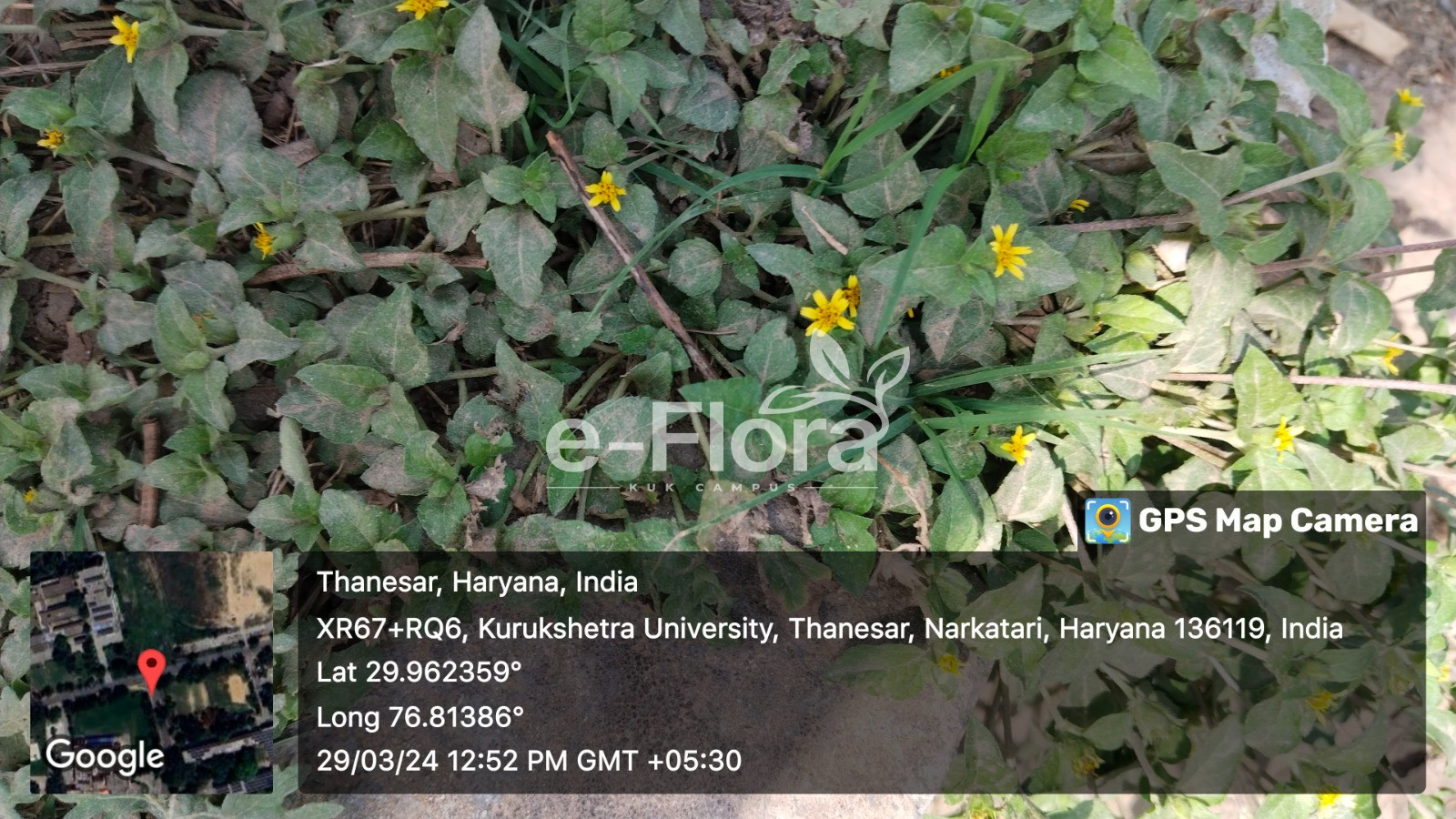 You are currently viewing Sphagneticola calendulacea (L.) Pruski