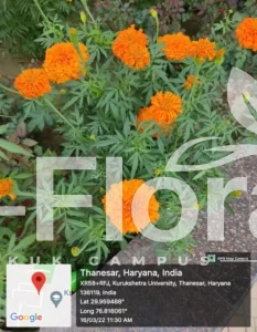 Read more about the article Tagetes erecta L.