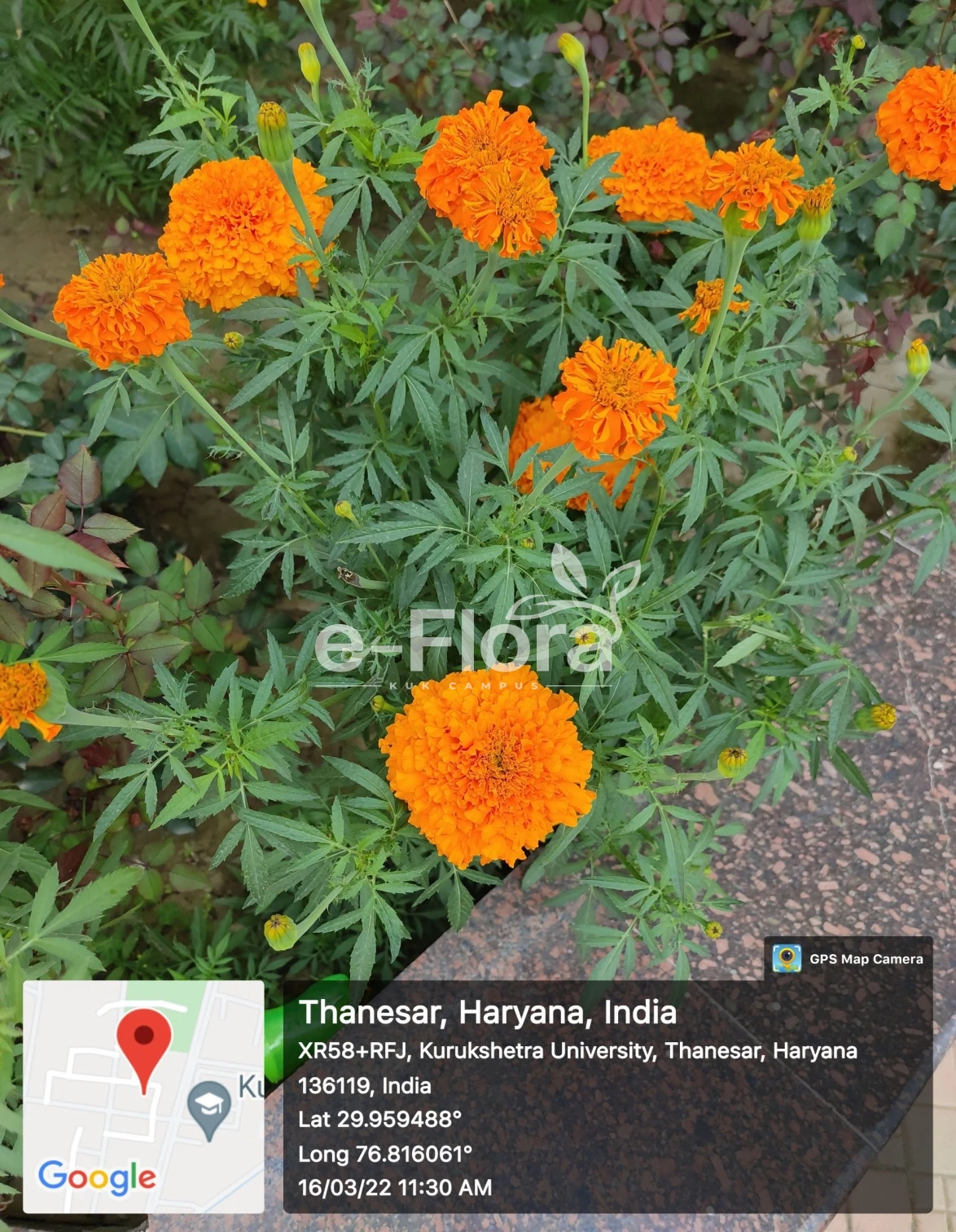 You are currently viewing Tagetes erecta L.