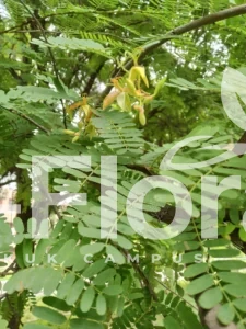 Read more about the article Tamarindus indica L.