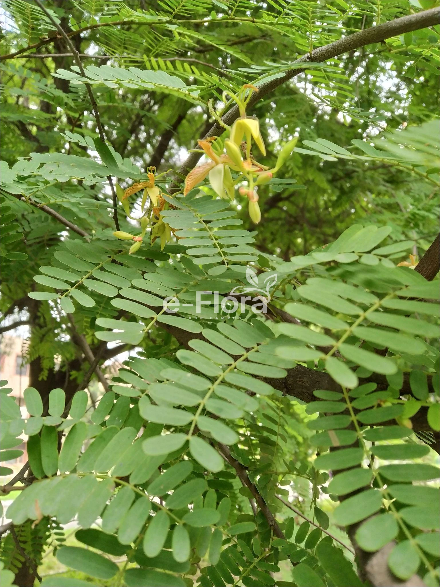 You are currently viewing Tamarindus indica L.
