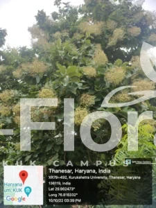 Read more about the article Tectona grandis L.f.