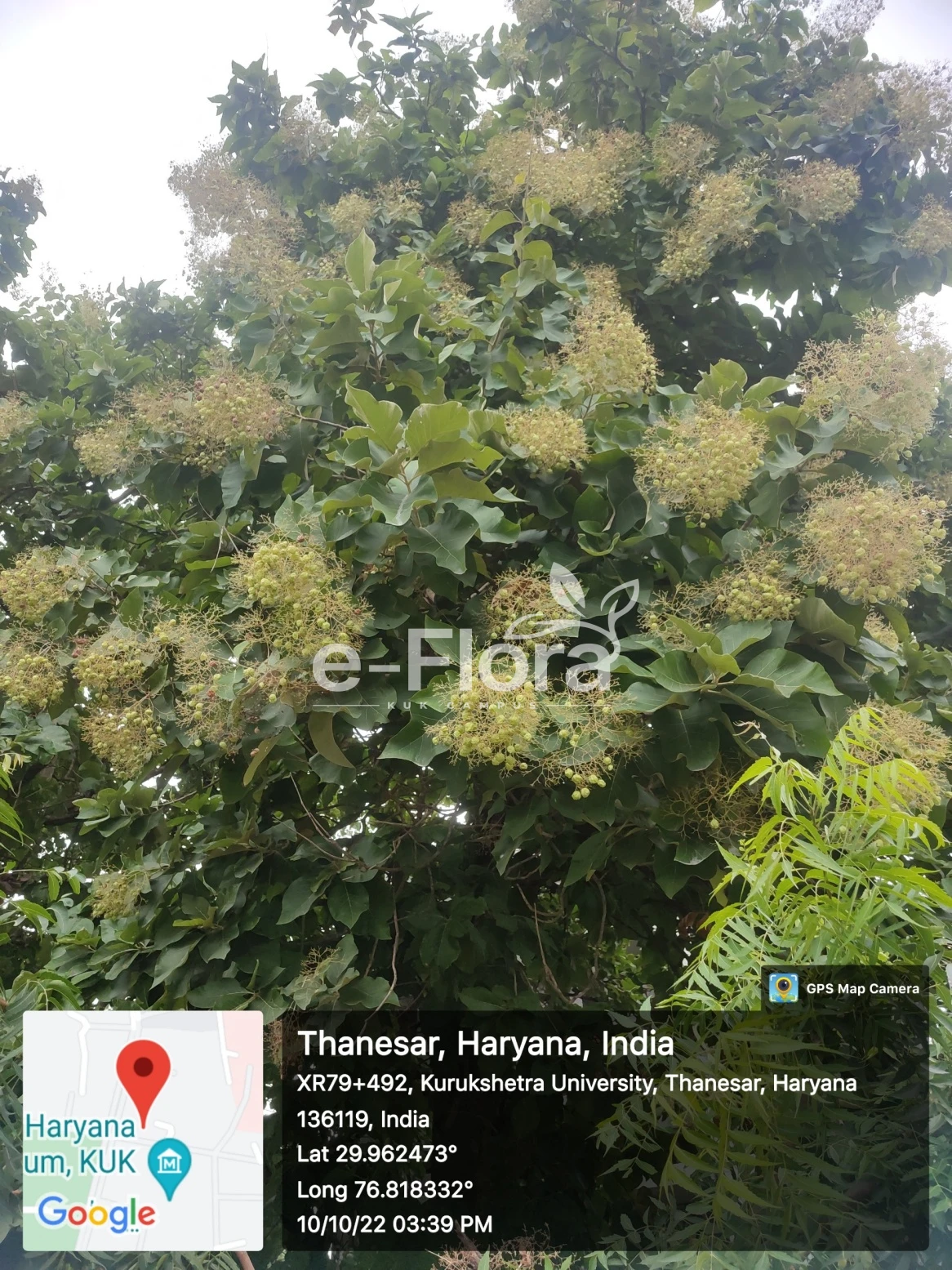You are currently viewing Tectona grandis L.f.