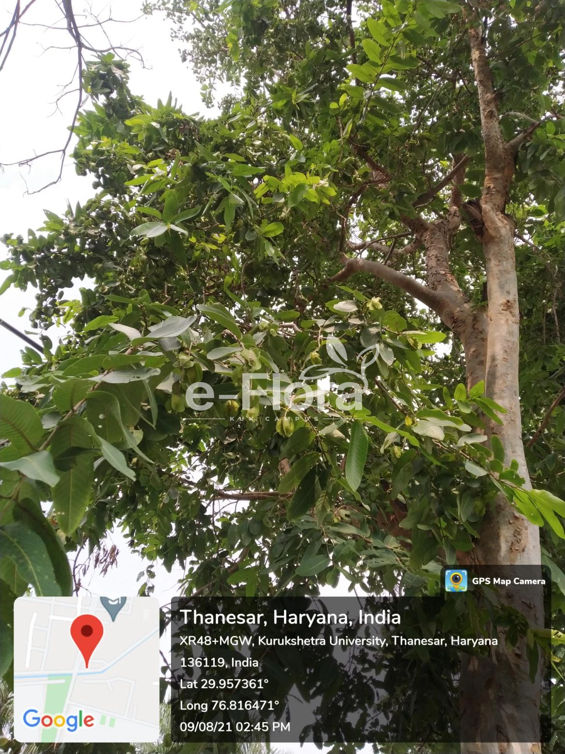 You are currently viewing Terminalia arjuna (Roxb. ex DC.) Wight & Arn.