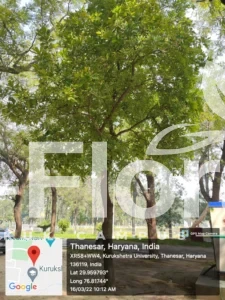 Read more about the article Terminalia catappa L.