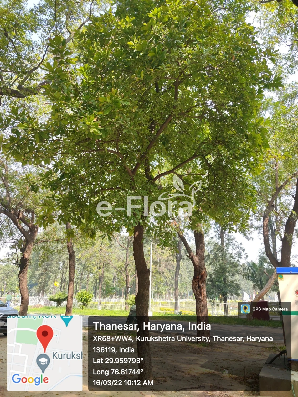 You are currently viewing Terminalia catappa L.