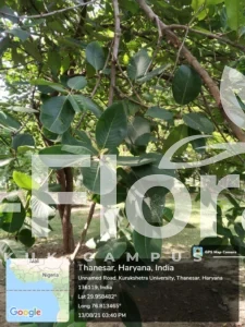 Read more about the article Terminalia chebula Retz.