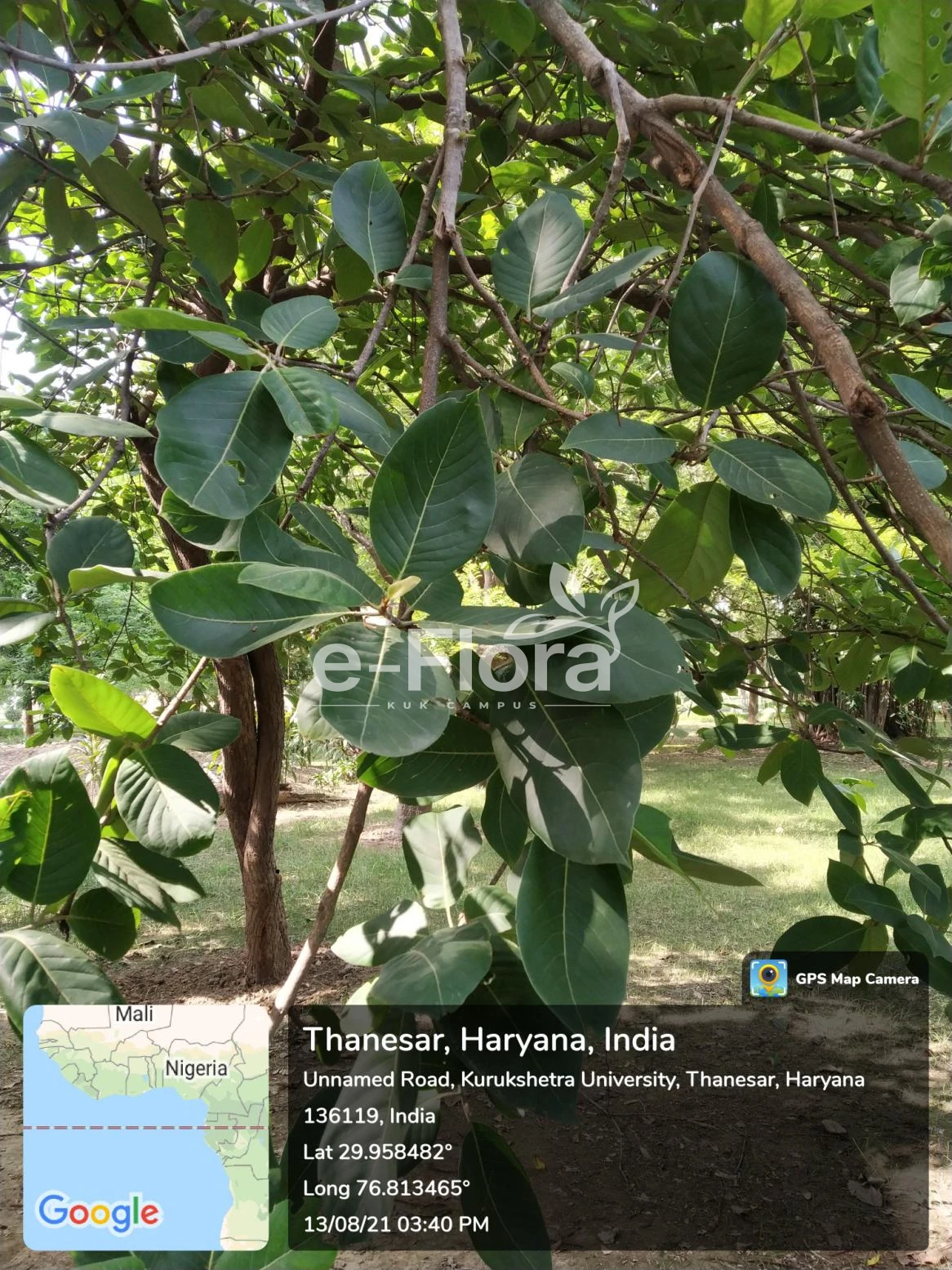 You are currently viewing Terminalia chebula Retz.