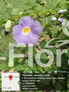 Read more about the article Thunbergia grandiflora(Roxb. ex Rottl.) Roxb.​