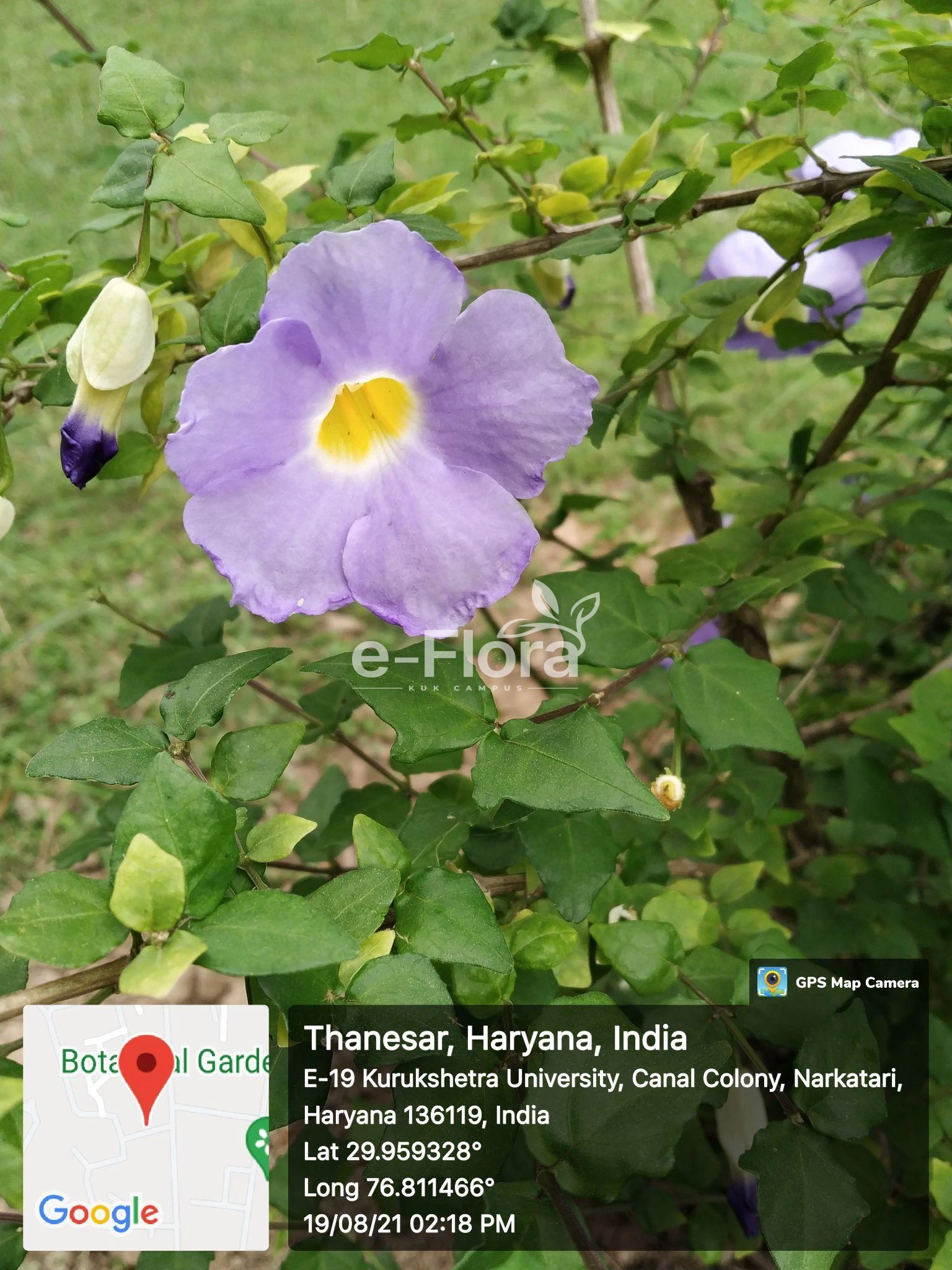 You are currently viewing Thunbergia grandiflora(Roxb. ex Rottl.) Roxb.​
