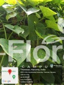 Read more about the article Tinospora cordifolia (Willd.) Hook.f. & Thomson