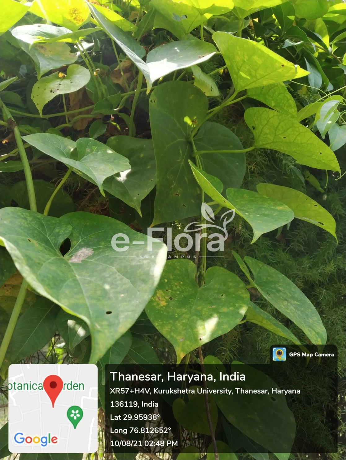 You are currently viewing Tinospora cordifolia (Willd.) Hook.f. & Thomson