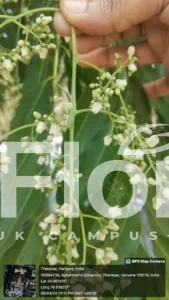 Read more about the article Toona ciliata M. Roem.
