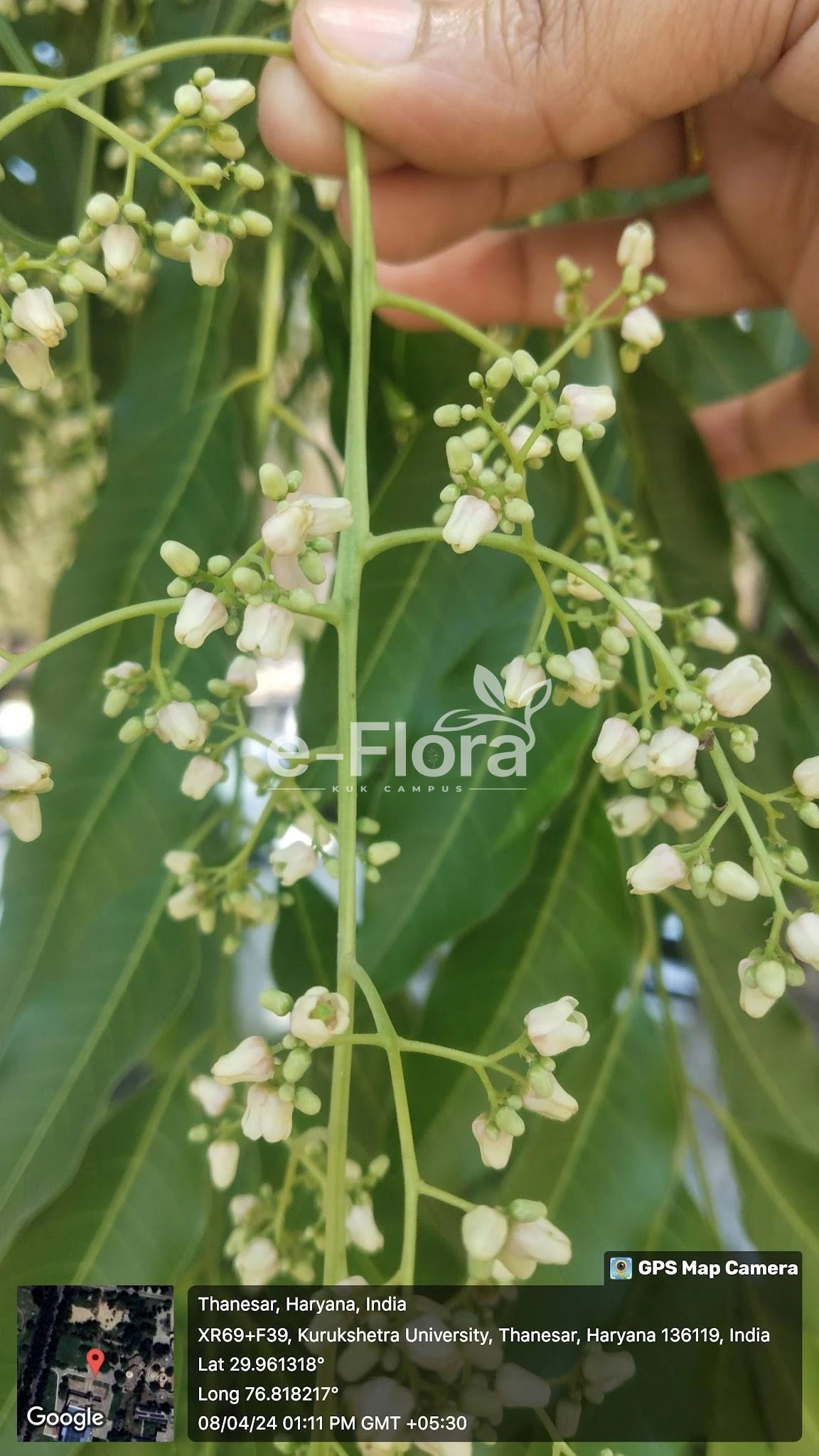 You are currently viewing Toona ciliata M. Roem.
