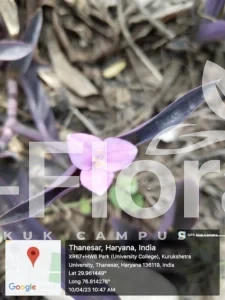 Read more about the article Tradescantia pallida (Rose) D.R. Hunt.