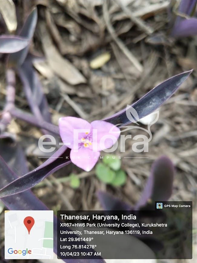 You are currently viewing Tradescantia pallida (Rose) D.R. Hunt.
