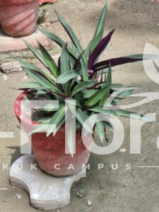Read more about the article Tradescantia spathacea Sw.