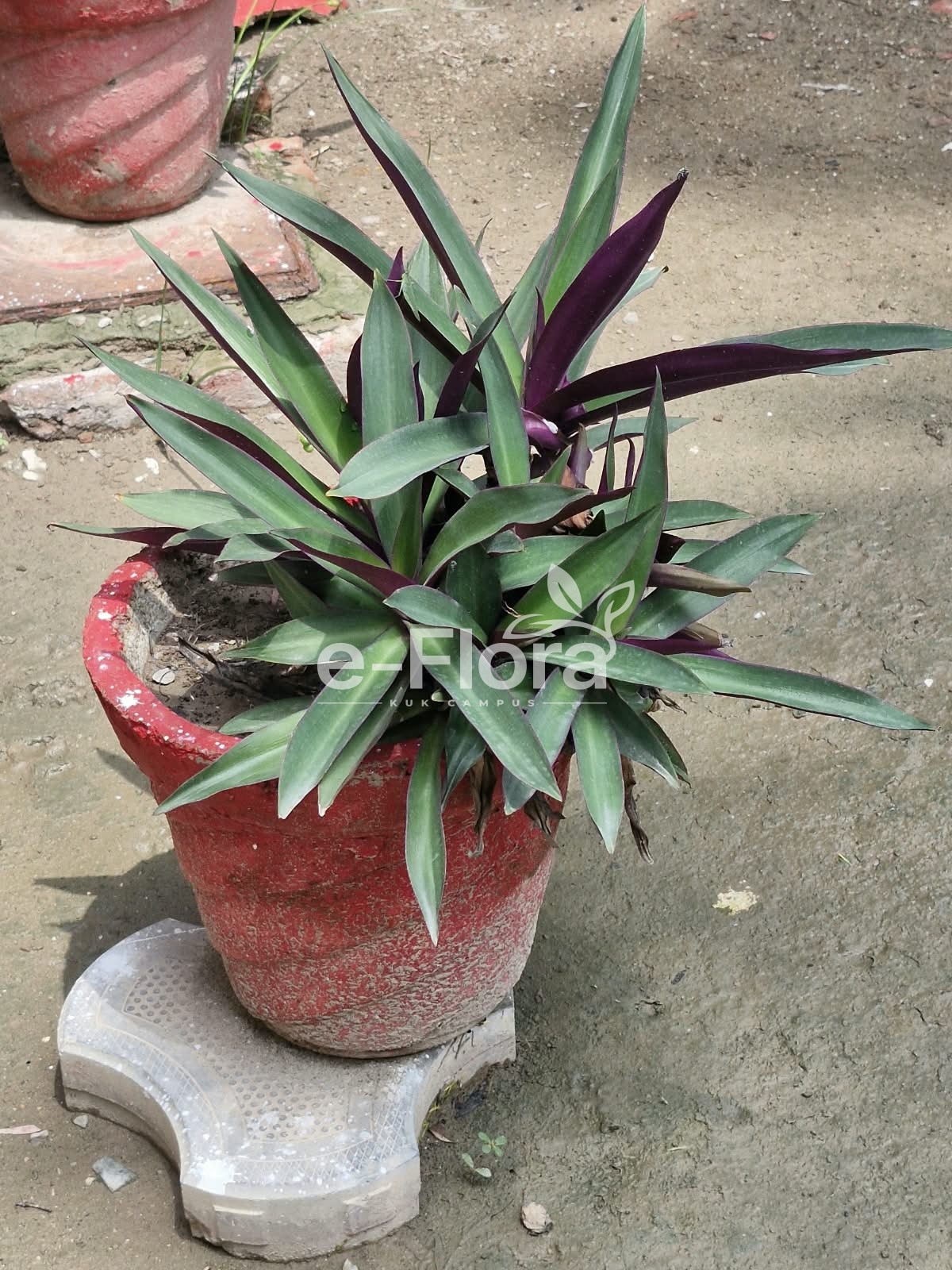 You are currently viewing Tradescantia spathacea Sw.