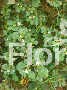 Read more about the article Trianthema portulacastrum L.