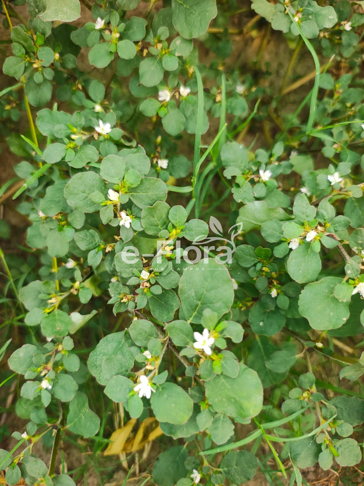 You are currently viewing Trianthema portulacastrum L.