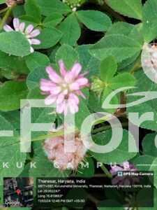 Read more about the article Trifolium resupinatum L.