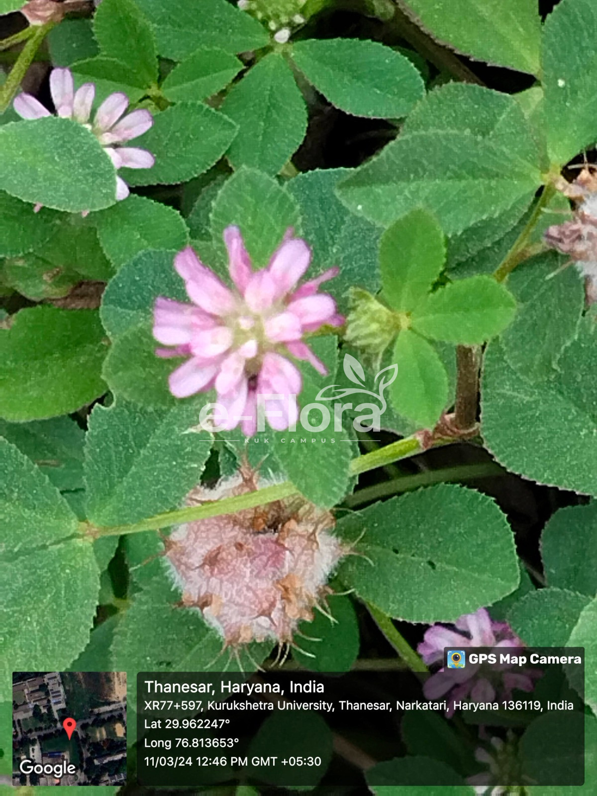 You are currently viewing Trifolium resupinatum L.