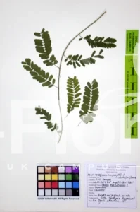 Abrus precatorius