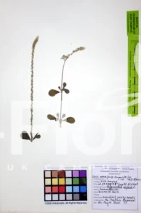 Achyranthes aspera