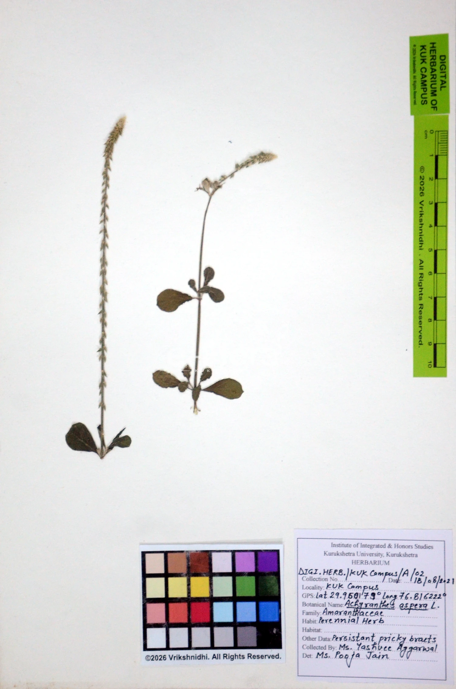 You are currently viewing Achyranthes aspera