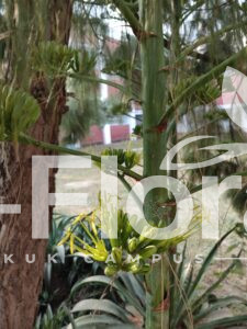 Read more about the article Agave americana L.